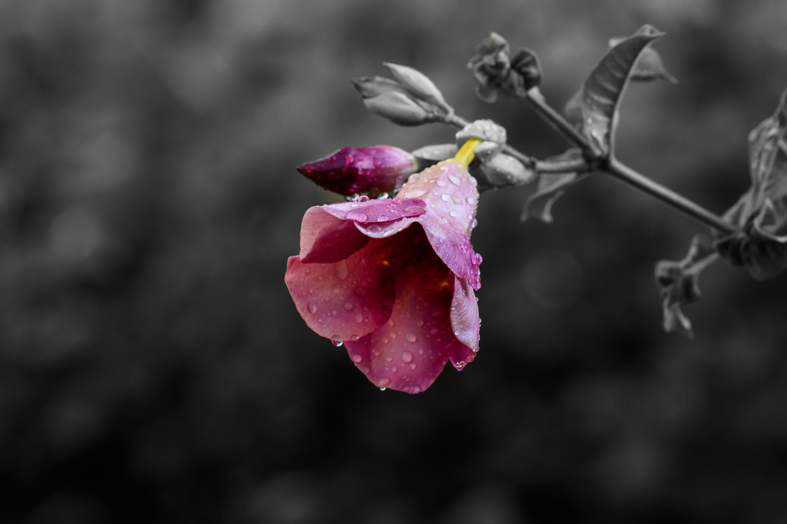 Color And Monochrome
